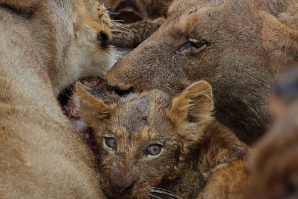 istock Lion Cub Looking at Camera Amongst Females 953109748