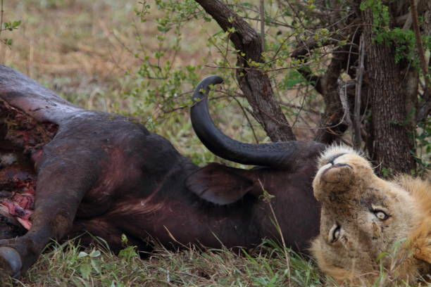 istock Lion Resting Next to Cape Buffalo Kill 953109958