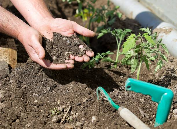 istock hands with soil in the garden 953110294