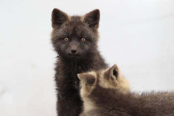 istock Silver Fox (Vulpes vulpes) - Silver phase of Red Fox Cubs, Washington WA , USA 953112452