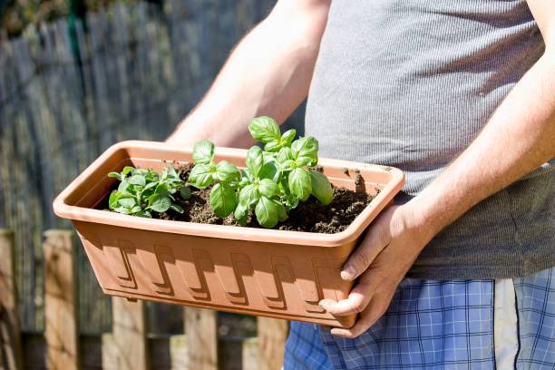 istock young basil and oregano in garden box 953112862