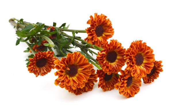 istock Chrysanthemum flowers head isolated on white 953113388