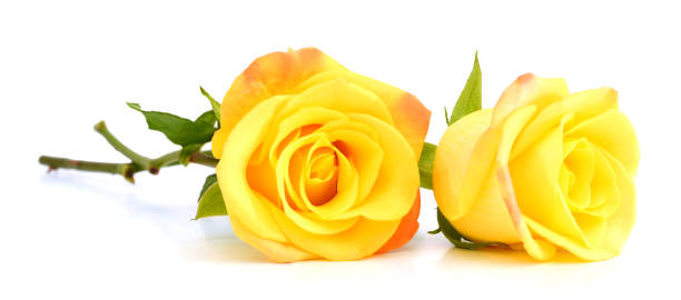 istock yellow roses isolated on white background 953113870
