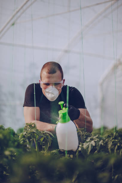 istock Man working in the genetically modified vegetable garden 953117944