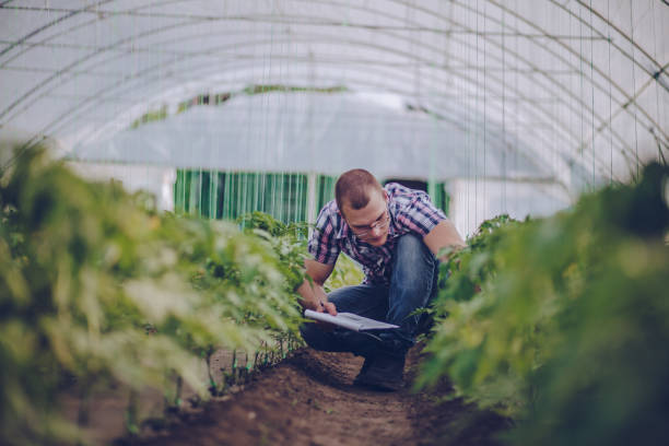 agronomo maschio in serra - tomato vegetable greenhouse vegetable garden foto e immagini stock