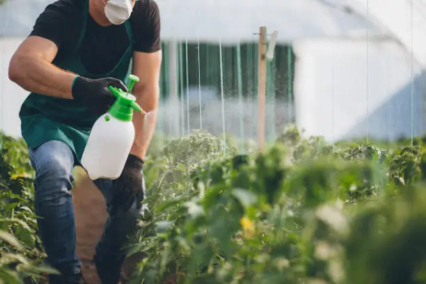 Farmer spraying plants in greenhouse
