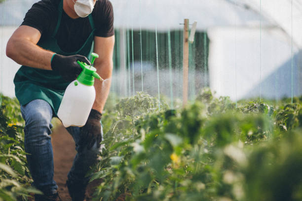 mężczyzna pracujący w ogrodzie - genetic modified food zdjęcia i obrazy z banku zdjęć