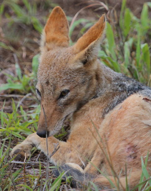 istock Jackal Waiting for His Turn Close-Up 953119984