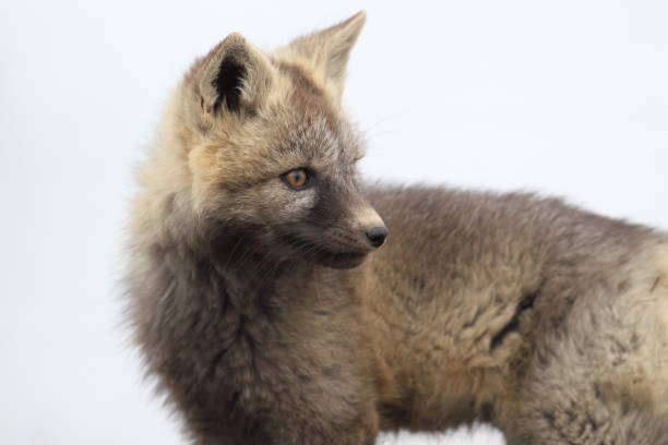 istock Silver Fox (Vulpes vulpes) - Silver phase of Red Fox Cubs, Washington WA , USA 953123016