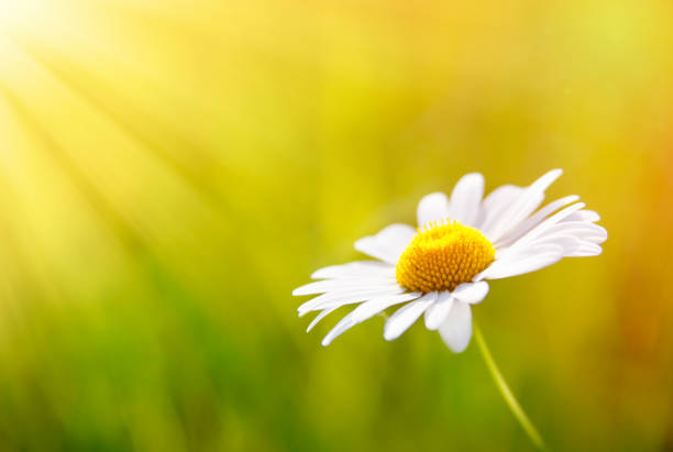 istock Marguerite flower with shining sun on the meadow 953126464