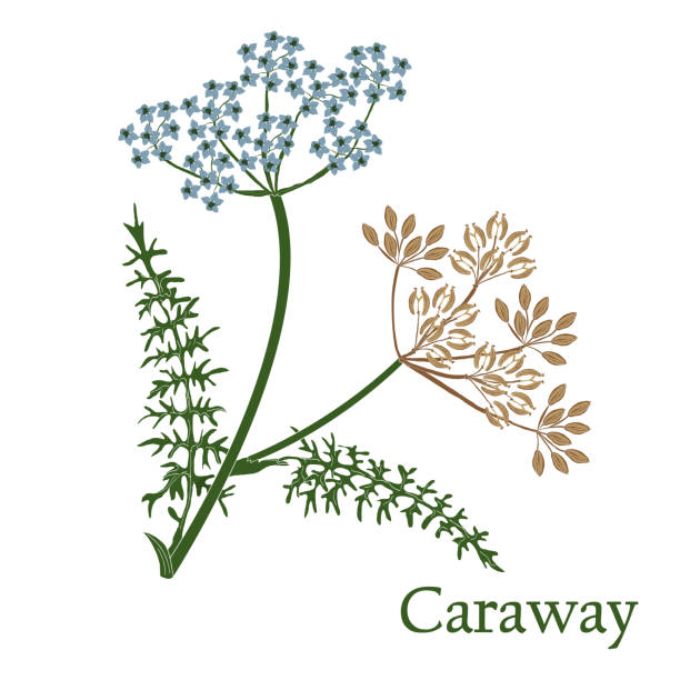 캐 러 웨이, 회 ��향 자오선, 페르시아어 커 민입니다. 식물학에 사용 하기 위해 꽃 벡터에 식물의 그림. - caraway stock illustrations