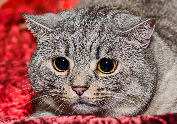 cat breed British Shorthair on red background. Close up