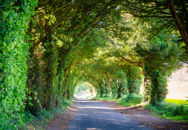 Scenic tunnel road in Southern England