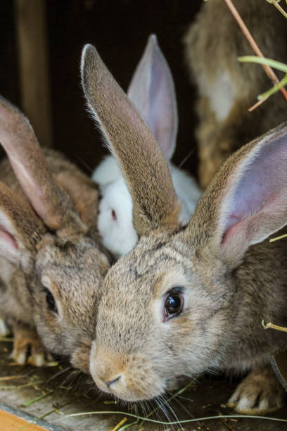 rabbits - fleece coat imagens e fotografias de stock