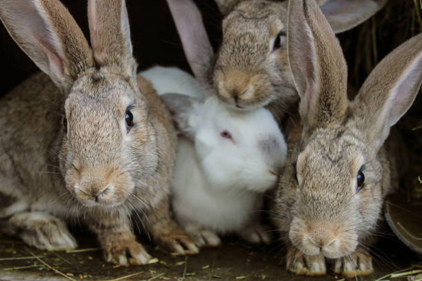 rabbits - fleece coat imagens e fotografias de stock