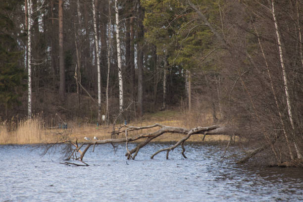 istock The river bank and the falling tree beam 953127948