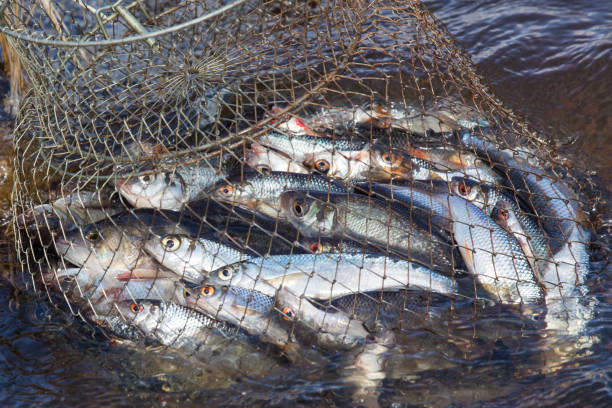 istock The caught fish in the cage 953127950