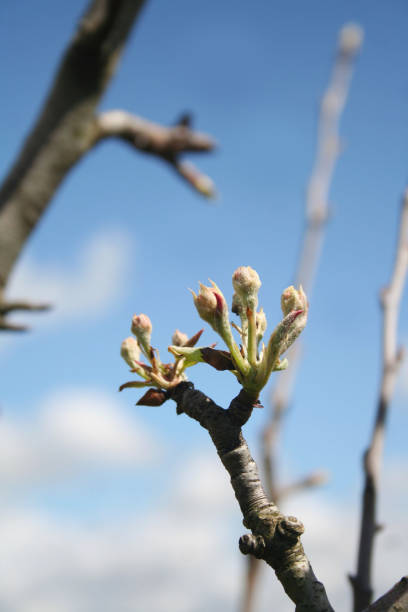 istock Green fresh leaves and blossoms on pear tree 953132062
