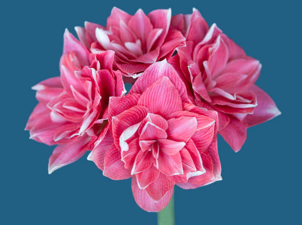istock Amaryllis Hippeastrum Double Dream close up 953132382