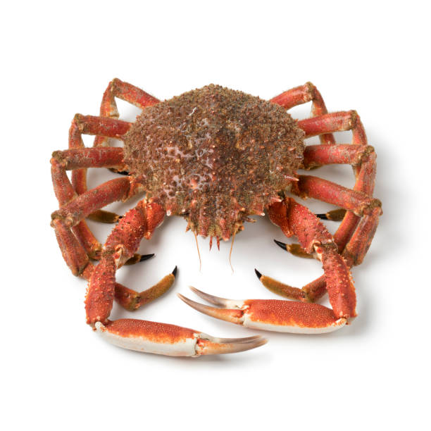3,800+ Spider Crab Stock Photos, Pictures & Royalty-Free Images - iStock