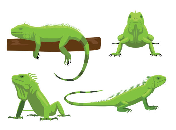 ilustraciones, imágenes clip art, dibujos animados e iconos de stock de iguana verde lindo poses cartoon vector ilustración - iguana