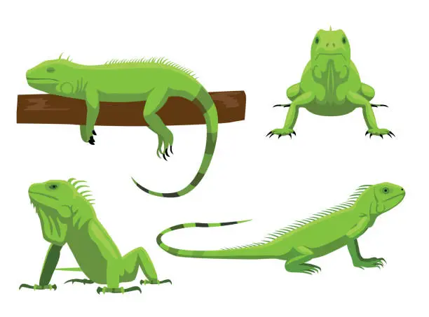 Vector illustration of Cute Green Iguana Poses Cartoon Vector Illustration