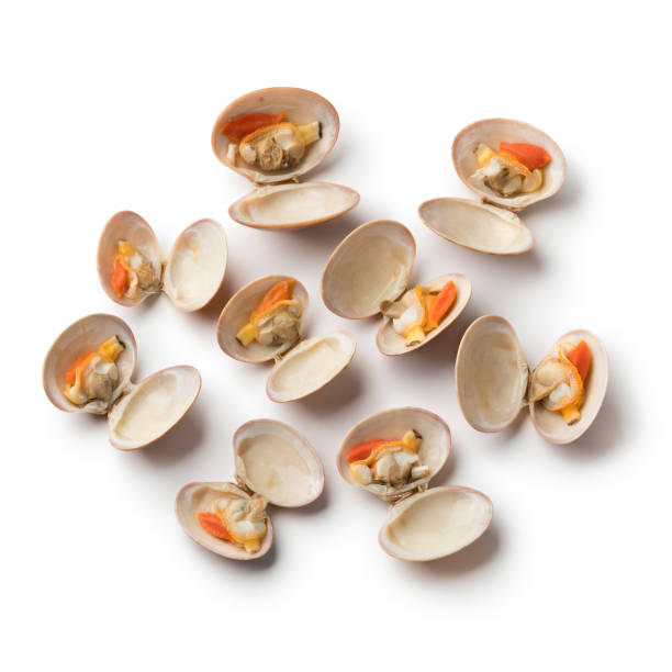 open cooked smooth clams - clam imagens e fotografias de stock