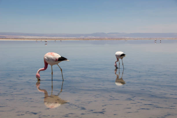 istock Flamingo, Chile, South America, Pink 953136280