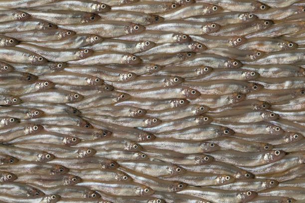 Fresh raw smelt fishes