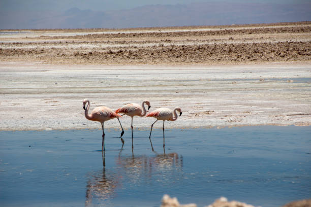 istock Flamingo, Chile, South America, Pink 953139004
