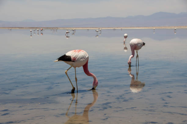 istock Flamingo, Chile, South America, Pink 953139154