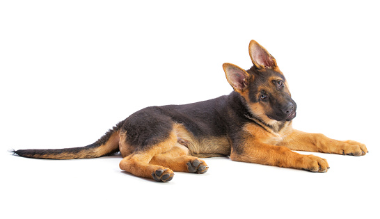 Puppy german shepherd lying with the head fished on white background