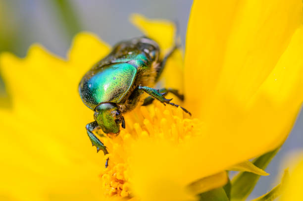 istock Brilliant beetle cetonia aurata creeps along flower 953143288