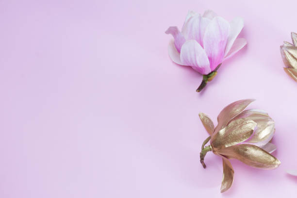 istock Magnolia Flowers on pink 953143814