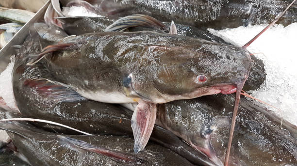 istock Walking catfishes  on ice in supermarket. 953146934