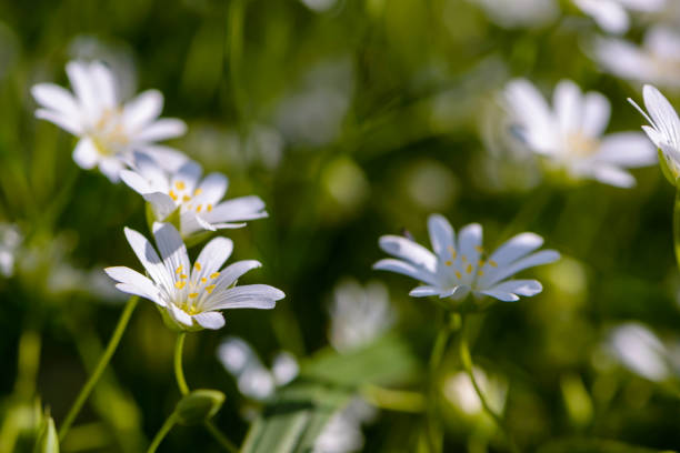 istock Small flowers in the shape of asterisks 953147756