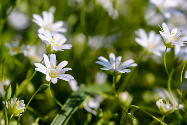 istock Small flowers in the shape of asterisks 953147844
