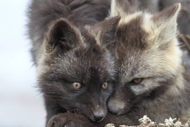 Silver Fox (Vulpes vulpes) - Silver phase of Red Fox Cubs, Washington WA , USA