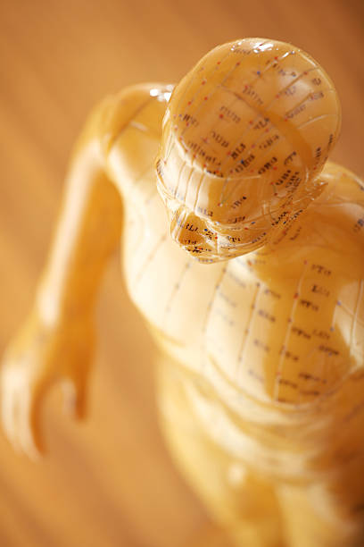 maschio modello di agopuntura - acupuncture shiatsu reflexology meridians foto e immagini stock