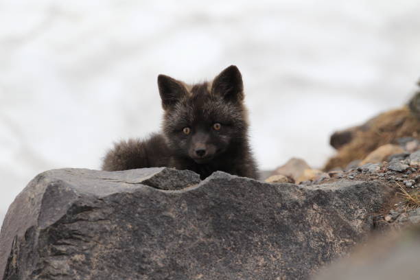 istock Silver Fox (Vulpes vulpes) - Silver phase of Red Fox Cubs, Washington WA , USA 953148886