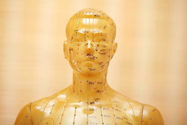 акупунктура мужской модели руководитель - acupuncture shiatsu reflexology meridians стоковые фото и изображения