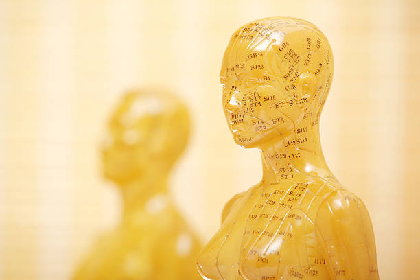 акупунктура женский модель с человека - acupuncture shiatsu reflexology meridians стоковые фото и изображения