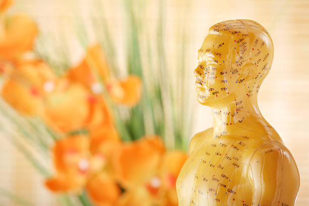 Acupuncture male model torso  acupuncture model stock pictures, royalty-free photos & images