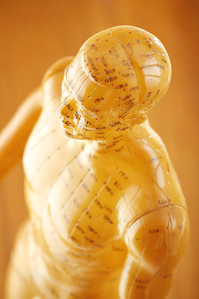 акупунктура мужской модели - acupuncture shiatsu reflexology meridians стоковые фото и изображения