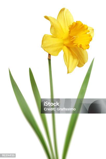 Daffodil Isolated On White Background Stock Photo - Download Image Now - Daffodil, Cut Out, Lily