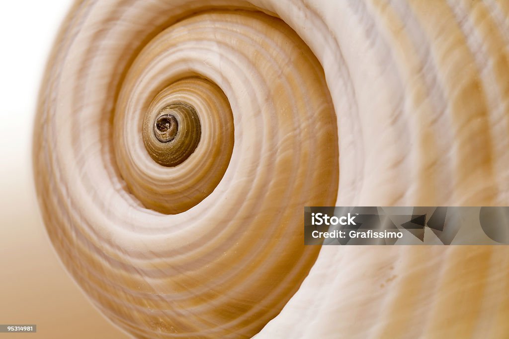 Empty Bug Shell Empty Snail Shell Stock Photo - Download Image Now - Escargot, Snail ...