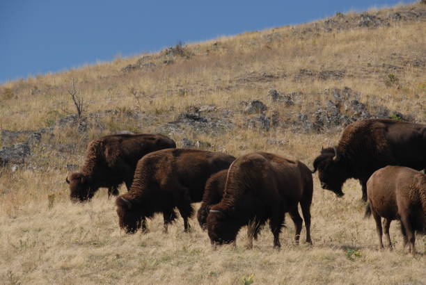 Big Sky Country, Montana stock photo
