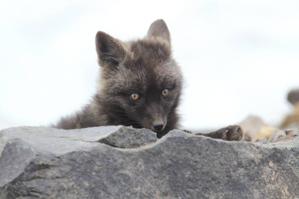 istock Silver Fox (Vulpes vulpes) - Silver phase of Red Fox Cubs, Washington WA , USA 953153142