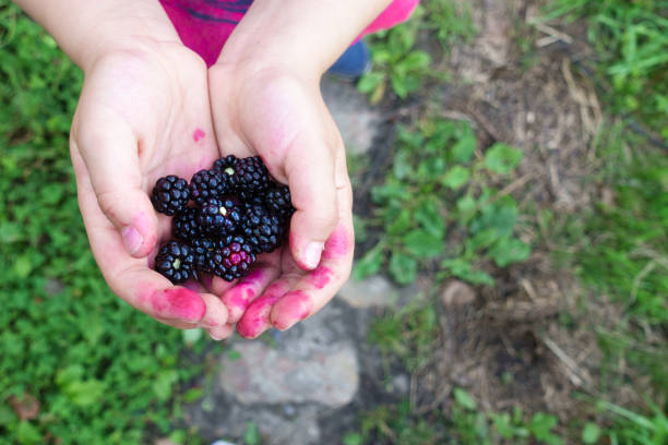 Close-up of blackberries in boy's hands