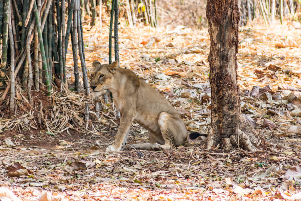 istock Bengal tiger  close view at zoo at different position at national park. 953155664